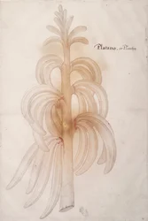 Plantain